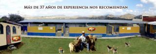 criaderos de border collie en guadalajara Criadero Osorio